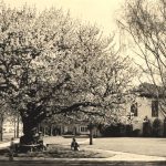 Carnegie Library Snohomish County Tree Tour