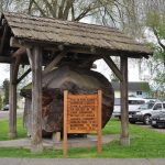 Douglas Fir stump Carnegie Library Snohomish County Tree Tour