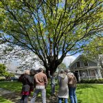 Green Snohomish Snohomish County Tree Tour