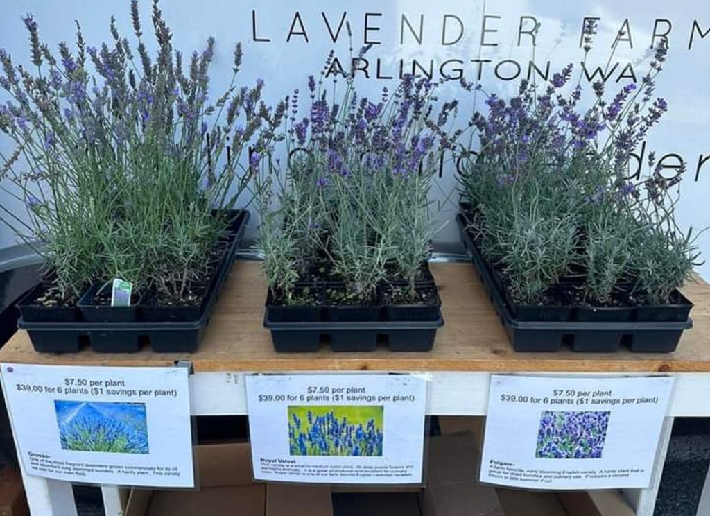Snohomish County lavender farms