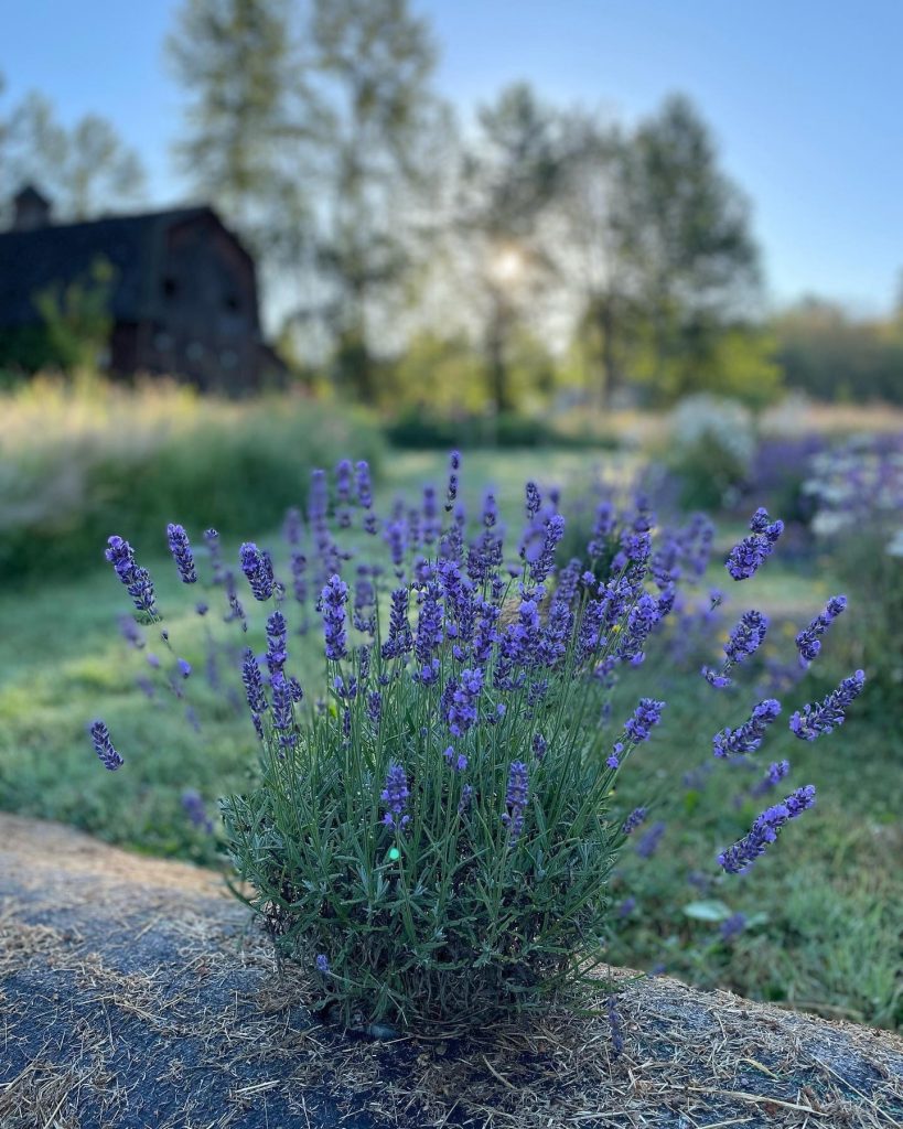 Snohomish Lavender Farms