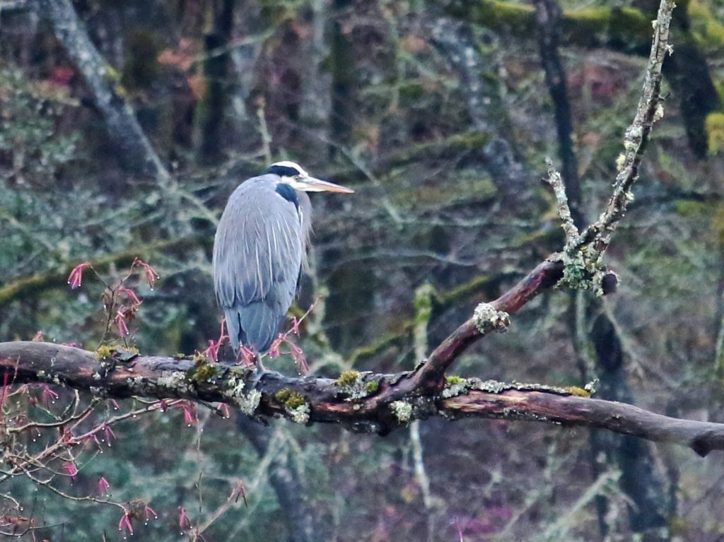 Wildlife Viewing in Snohomish County