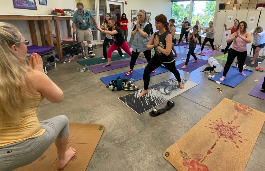 Cat Yoga at Everett Animal Shelter