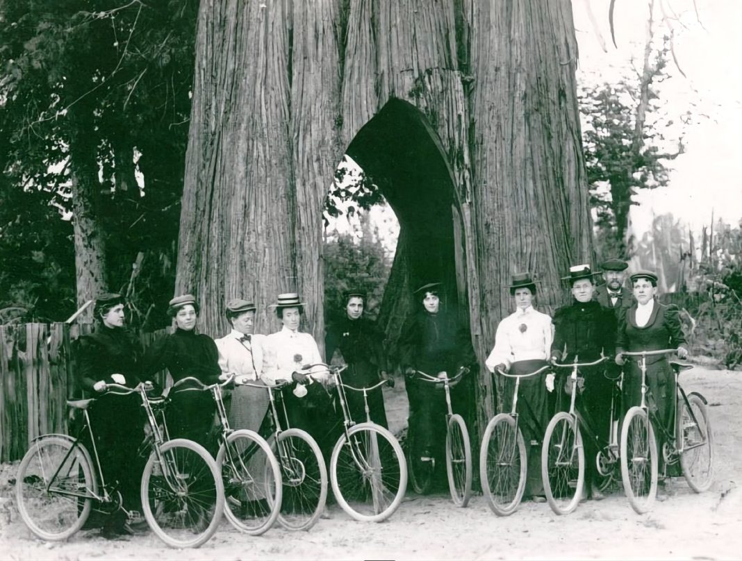 Snohomish Bicycle Tree