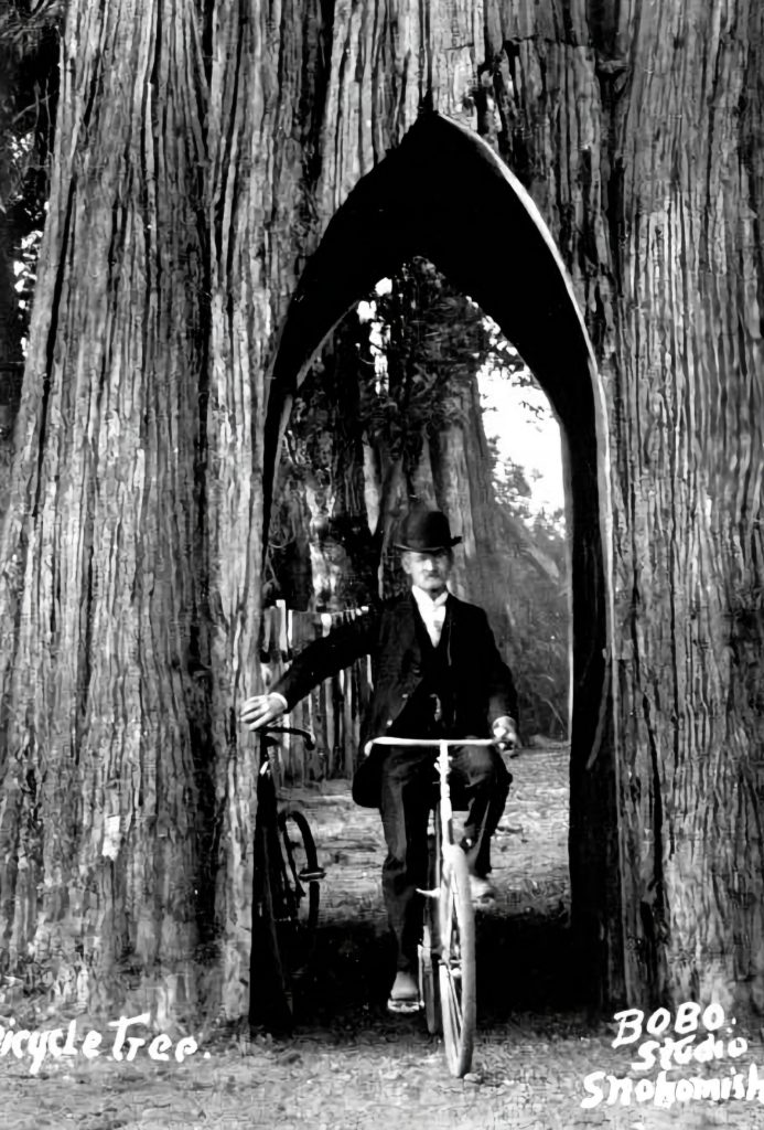 Snohomish Bicycle Tree