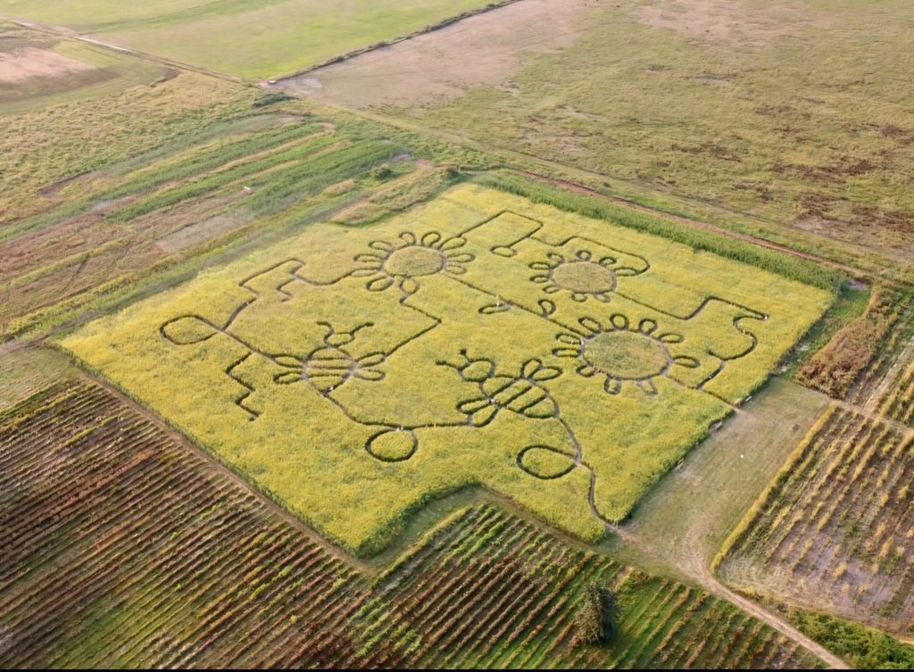 Snohomish Sunflower Fields