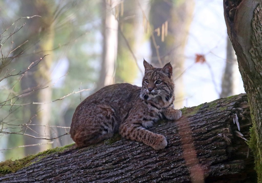 Wildlife Viewing in Snohomish County