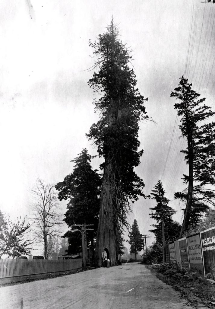 Snohomish Bicycle Tree