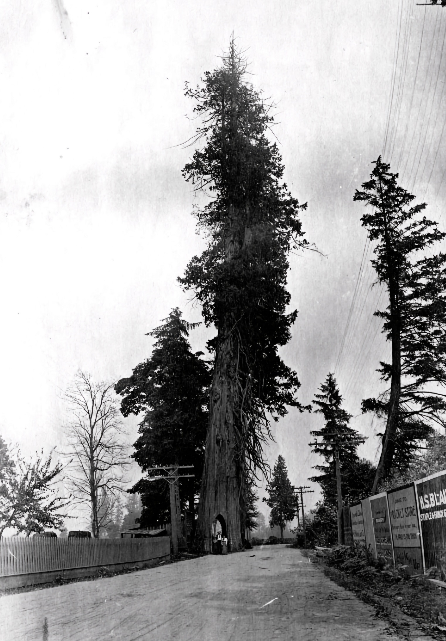 The Rise and Fall of the Snohomish Bicycle Tree: A Beloved Landmark ...