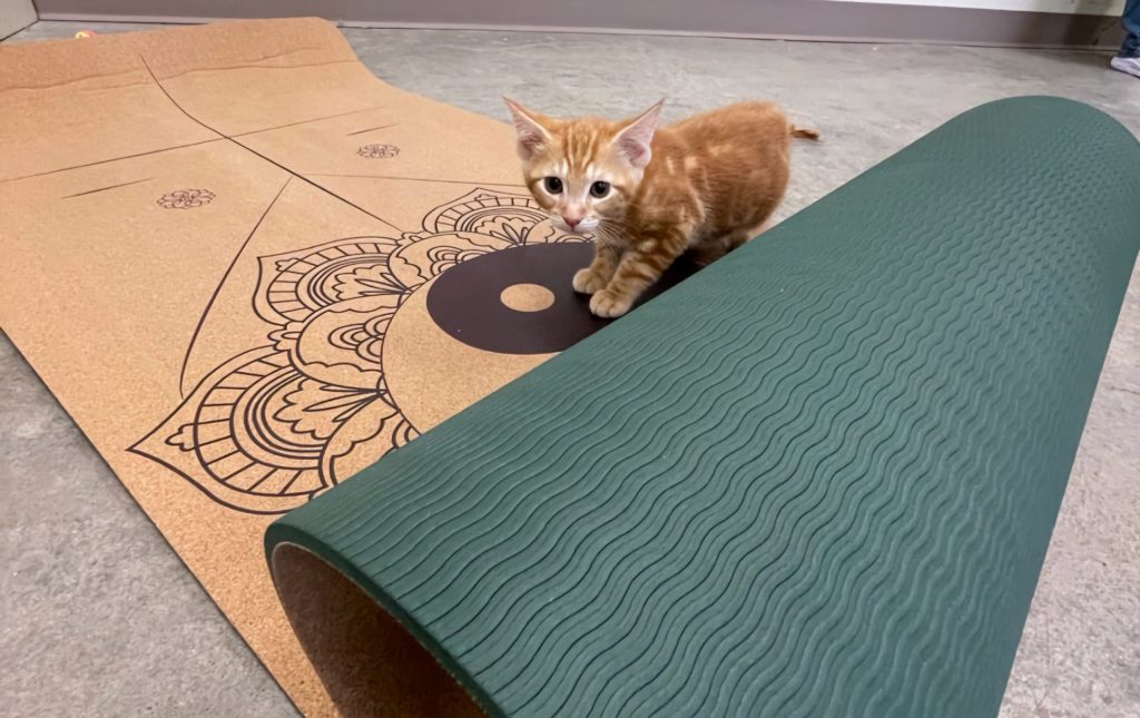 Cat Yoga at Everett Animal Shelter