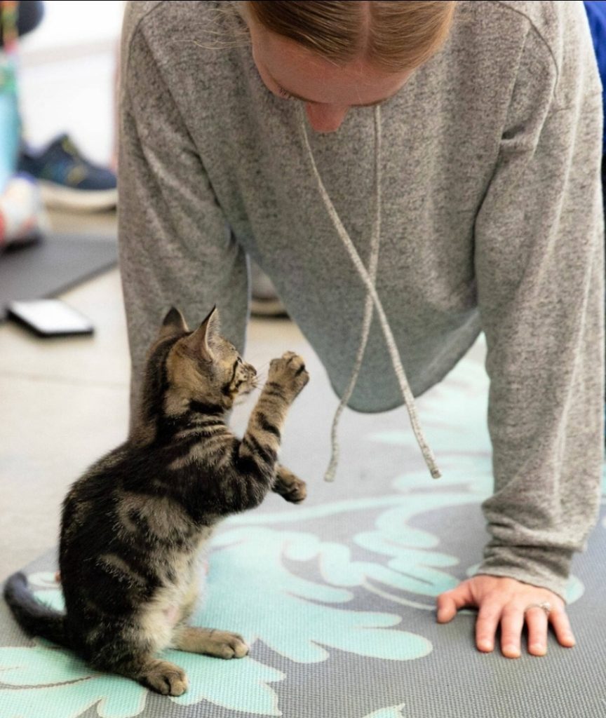 Cat Yoga at Everett Animal Shelter