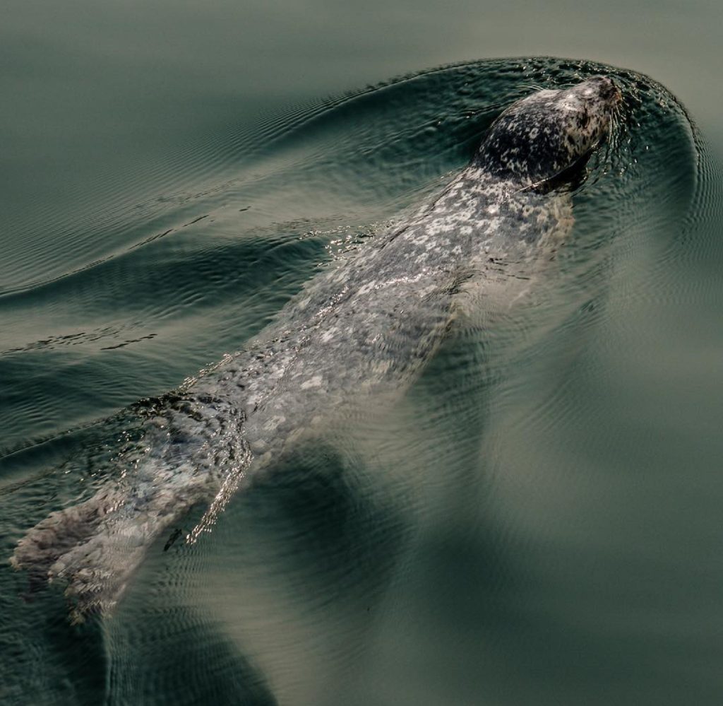 Wildlife Viewing in Snohomish County