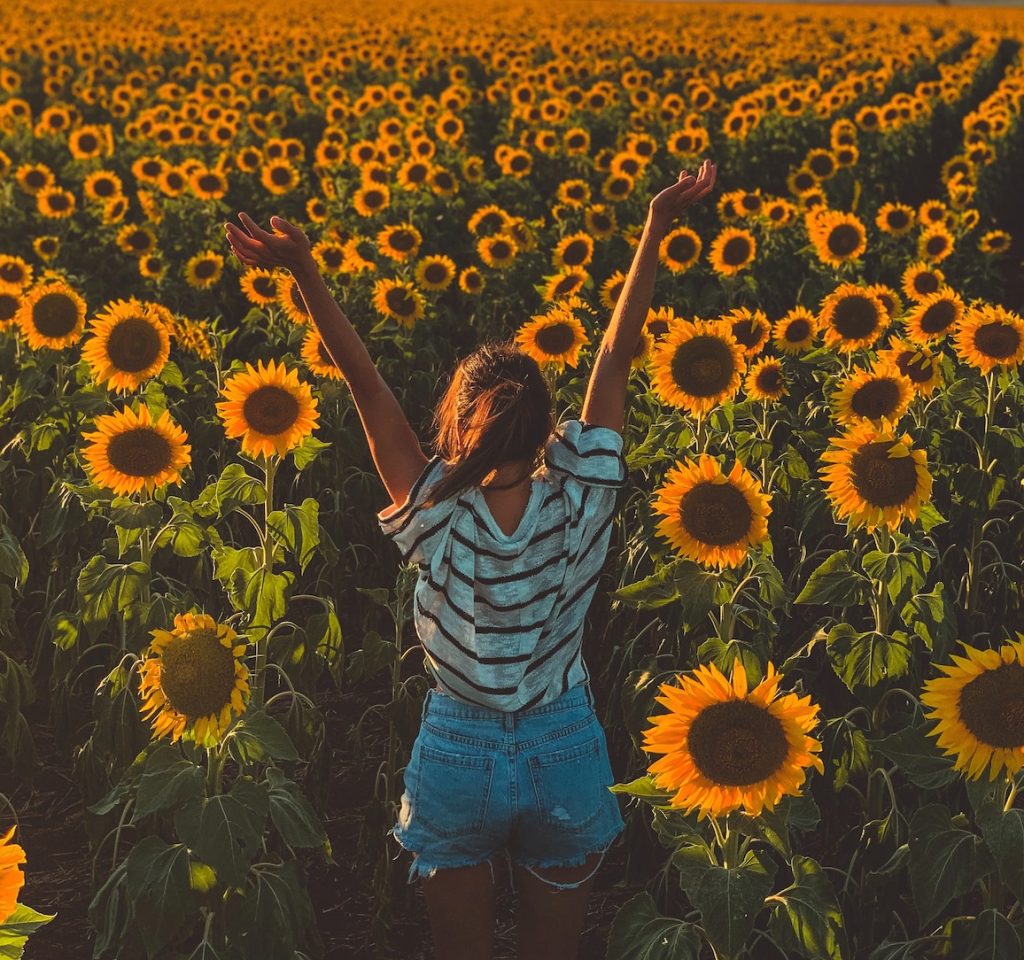 Snohomish Sunflower Fields