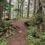 Coho Campground Wynoochee Lakeshore Trail