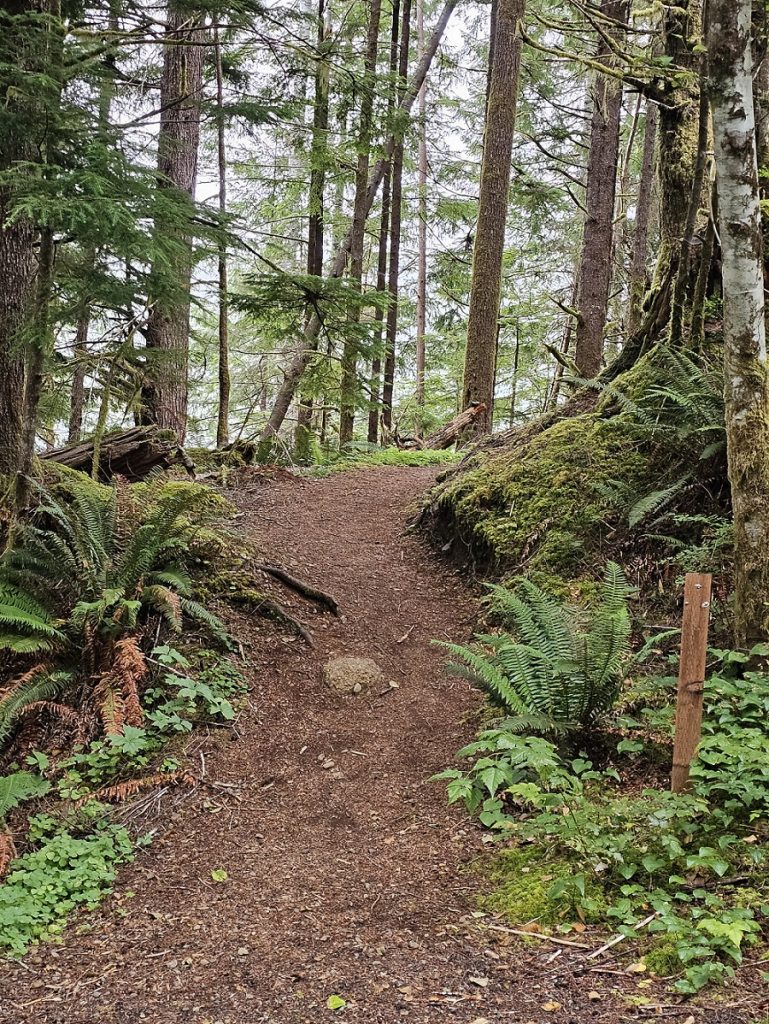 Coho Campground Wynoochee Lake