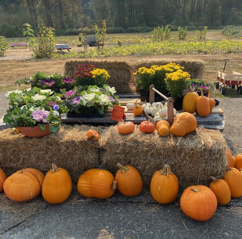 Snohomish Pumpkin Patches