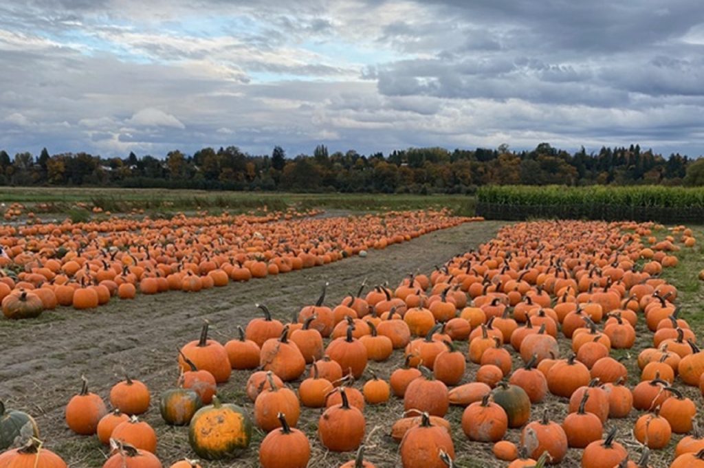 Snohomish Pumpkin Patches