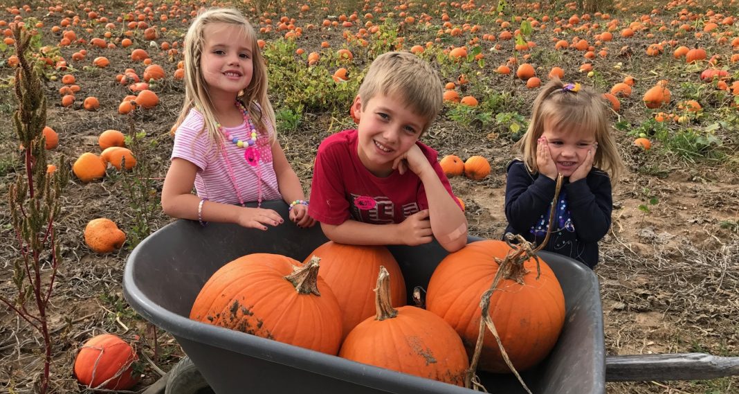 Snohomish Pumpkin Patches