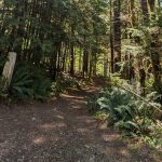 Spoon Creek Falls Trailhead Wynoochee Lake