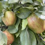 Edmonds Food Bank Apple Pic