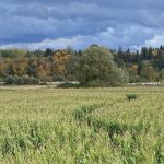Edmonds Food Bank Farm Pic