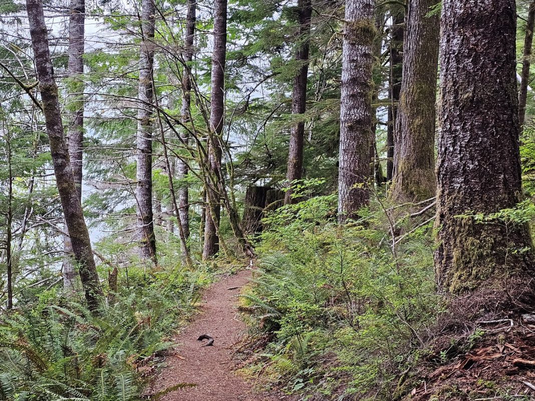 Hiking or Trail Running Wynoochee Lake