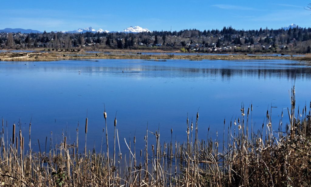 Snohomish River estuary walks