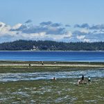 Tolmie State Park Thurston County Washington (6)
