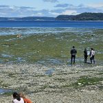 Tolmie State Park Thurston County Washington (9)