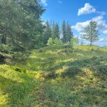 walking trails olympia mima mounds natural preserve thurston county 20