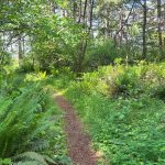 walking trails olympia mima mounds natural preserve thurston county 6