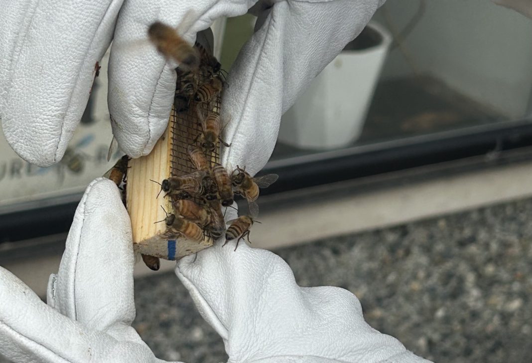 The Snohomish Bee Company