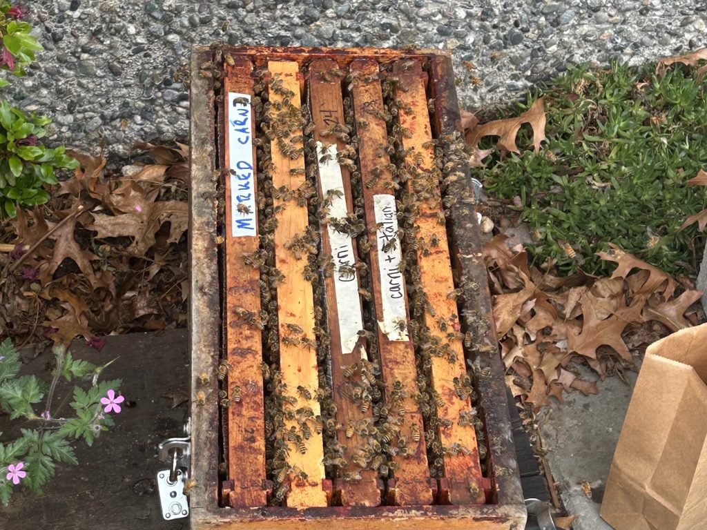 The Snohomish Bee Company