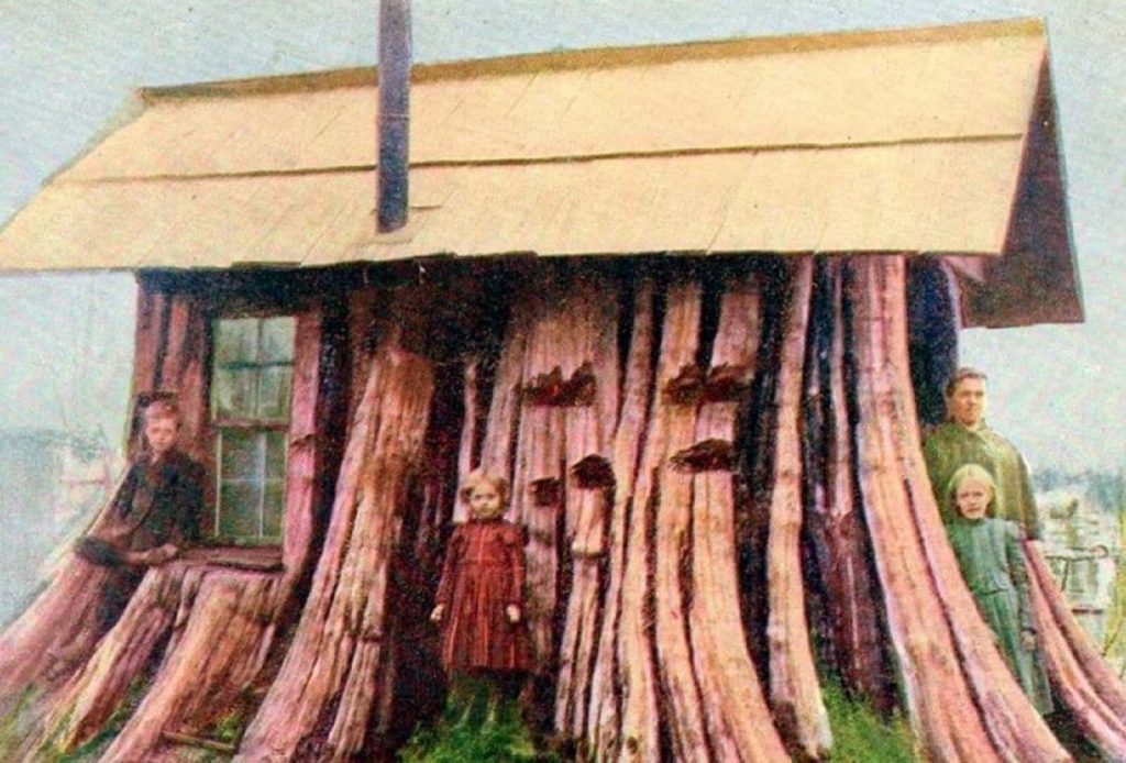 Stump House Edgecomb